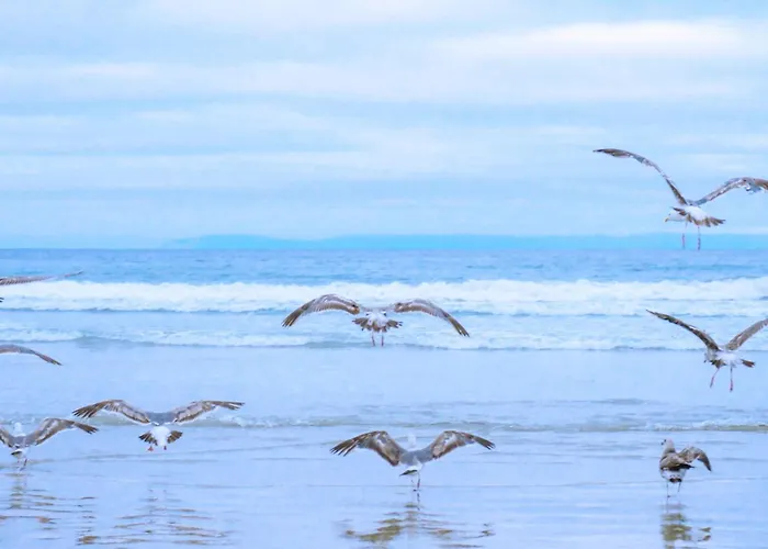 De Strandjutter - Aan Zee * Julianadorp